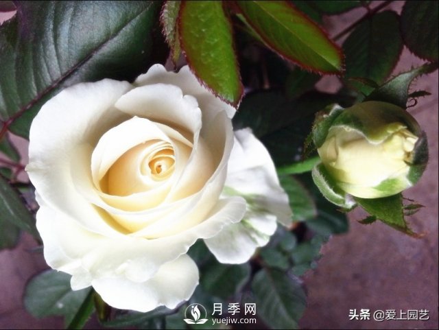 雪山系列月季品種，美麗的手捧花，還是經(jīng)典的花園明星(圖1)