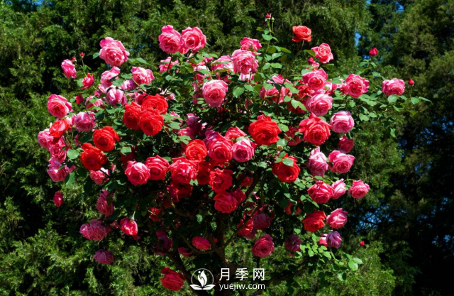 養(yǎng)月季，教你“爆盆大法”，四季開(kāi)不停每次都爆盆(圖3)