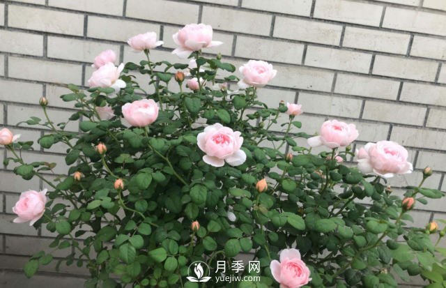 養(yǎng)月季，教你“爆盆大法”，四季開(kāi)不停每次都爆盆(圖2)