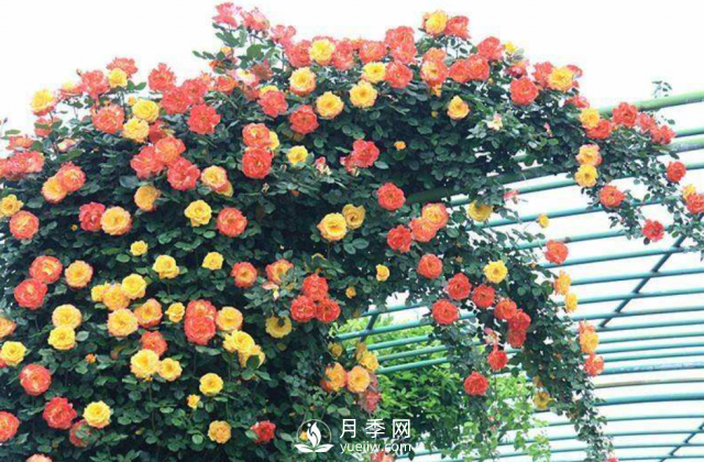 養(yǎng)月季，教你“爆盆大法”，四季開(kāi)不停每次都爆盆(圖1)
