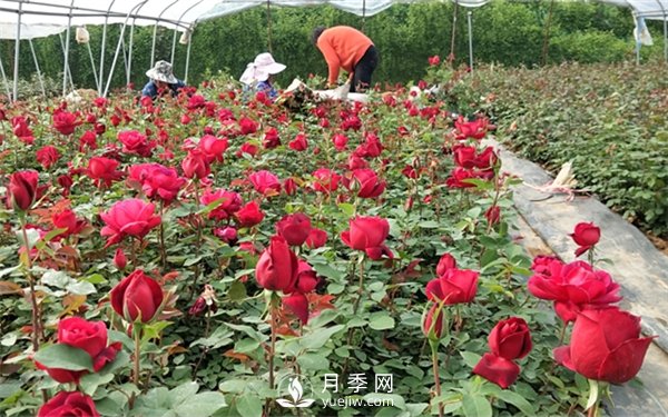 老棵月季苗批發(fā)價格多少？多年生月季苗成活率高？(圖1)