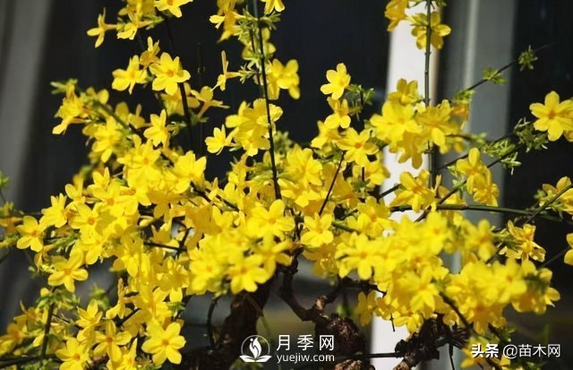 適合種在庭院中春季開花的苗木，月季讓你的庭院更美麗(圖2)