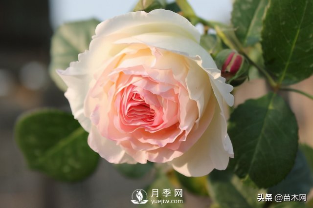 適合種在庭院中春季開花的苗木，月季讓你的庭院更美麗(圖1)