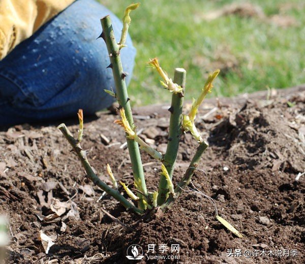 月季開花多更健壯，***重要是養(yǎng)好根系，5招迅速壯根(圖2)