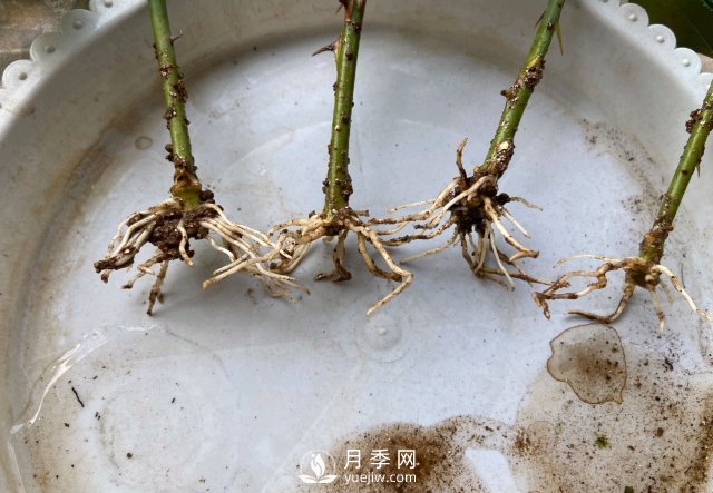 扦插生根的月季移栽以后變成黑干柴，有什么移栽技巧？(圖2)
