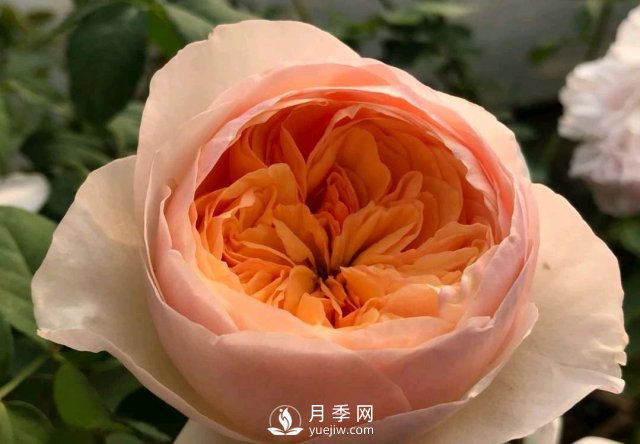 扦插生根的月季移栽以后變成黑干柴，有什么移栽技巧？(圖3)
