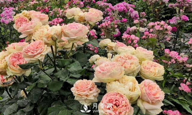 扦插生根的月季移栽以后變成黑干柴，有什么移栽技巧？(圖4)