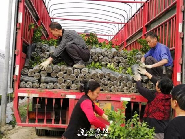 苗木運(yùn)輸這樣搞，才能省錢(圖1)