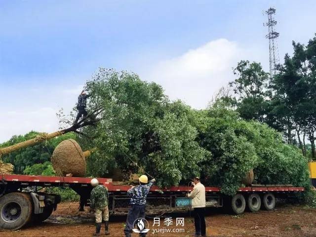 苗木旺季，想掙穩(wěn)當(dāng)錢，苗木物流運(yùn)輸很重要(圖1)