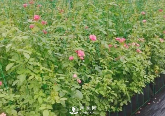 什么時候適合種月季，這樣做提高月季成活率(圖1)