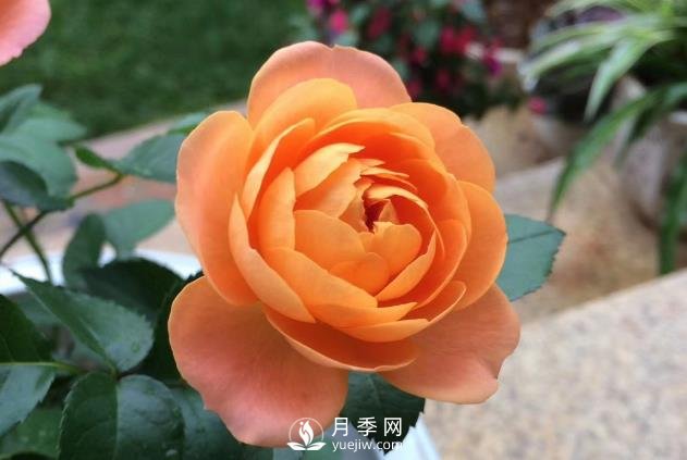 看到我修剪月季，鄰居說種月季多會破財，建議全砍掉(圖1)