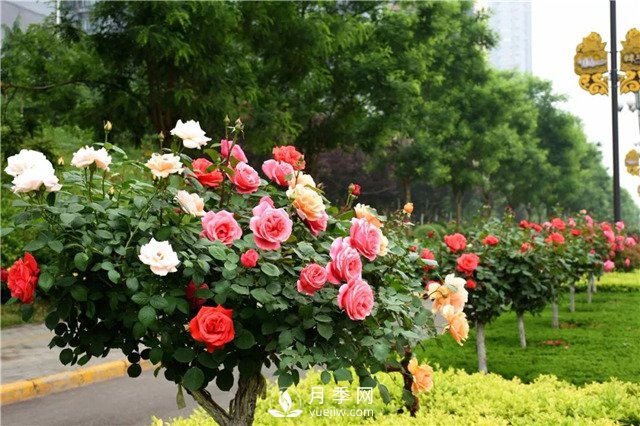 三分種樹，七分管，十分?；畈疟ｋU，花木行業(yè)中這句話該怎樣理解(圖3)