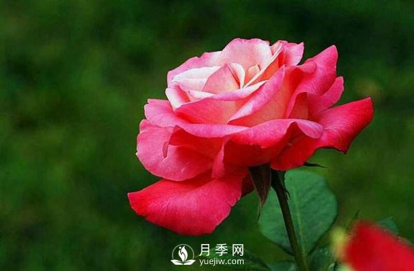 在栽培大花月季苗中，都要準備些什么事情(圖1)