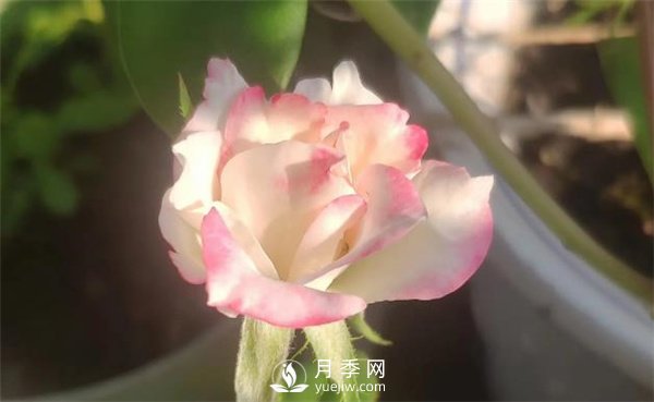 養(yǎng)殖月季要知道月季生長的習(xí)性，影響月季生長的因素有哪些？(圖1)