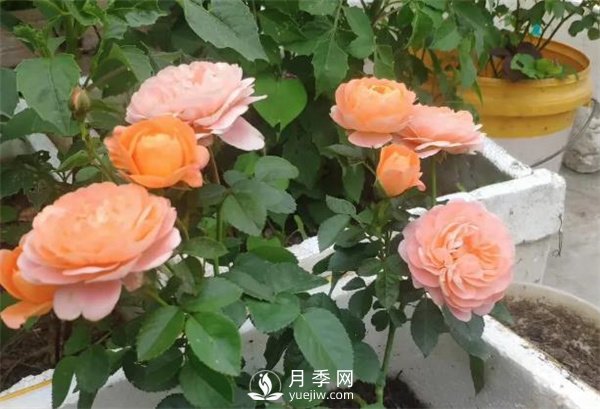 地栽的月季苗，想移栽到盆里，那么該怎么辦(圖1)