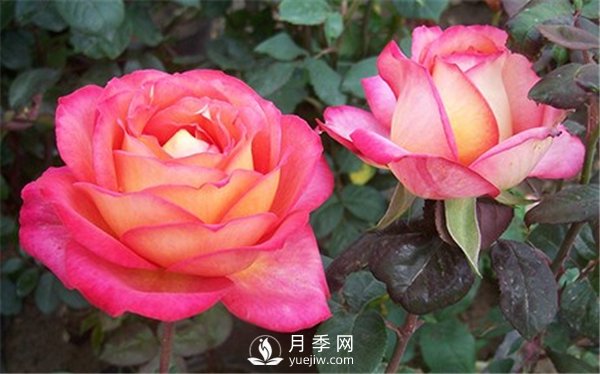 多種修剪南陽月季花的方法你知道嗎？(圖1)