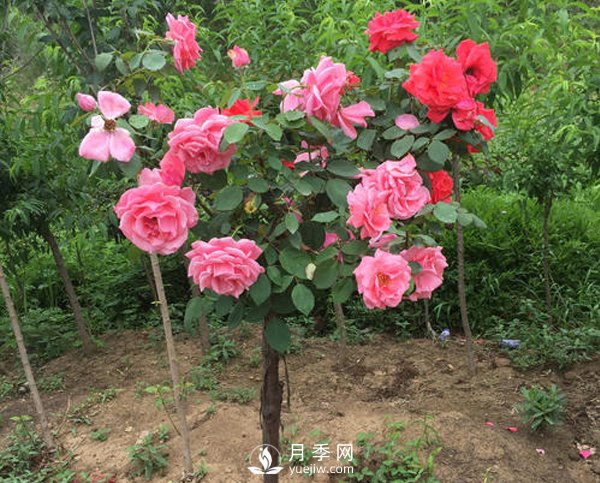 南陽月季樹長的都是啞枝，什么原因？(圖1)