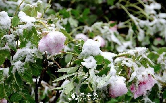 立春了，注意防護(hù)苗木倒春寒(圖1)