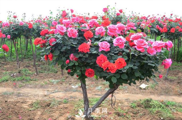 現(xiàn)在發(fā)展苗木還有市場(chǎng)嗎？種植綠化苗木要掌握以下關(guān)鍵措施(圖1)
