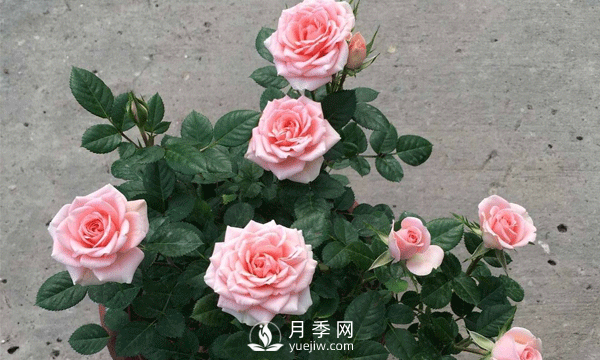 現(xiàn)在發(fā)展苗木還有市場(chǎng)嗎？種植綠化苗木要掌握以下關(guān)鍵措施(圖2)