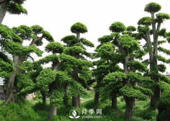 十大名貴樹木有哪些？(圖1)