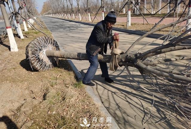 現(xiàn)在種植什么綠化苗木前景好？(圖1)