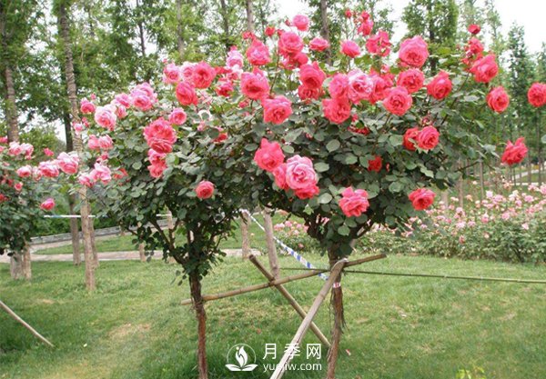 退林還耕政策高壓，苗木人該如何做(圖1)