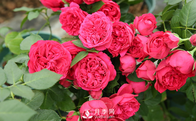 超級耐熱！南方必備！推薦3個耐熱月季品種(圖1)