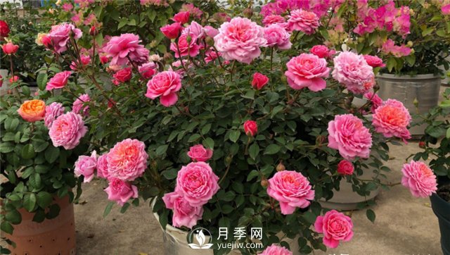 推薦10個陽臺月季品種，小陽臺的微型月季清單(圖1)