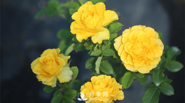 推薦10個陽臺月季品種，小陽臺的微型月季清單(圖4)