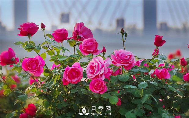 南陽月季花在冬天會(huì)開花嗎？(圖1)