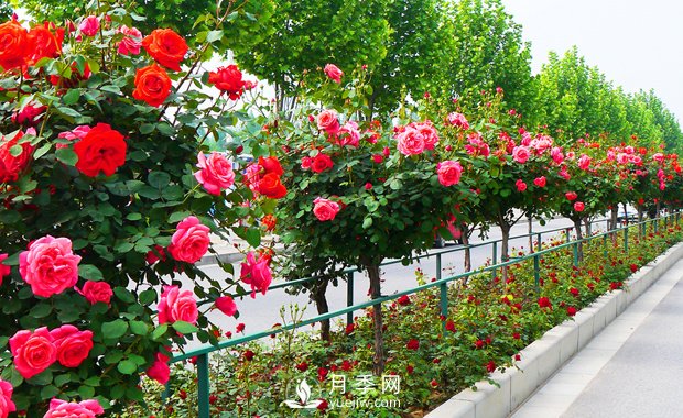 月季花什么時候開你知道嗎？(圖1)
