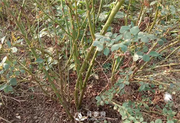 南陽月季苗在嫁接接芽上的如何選擇？(圖1)