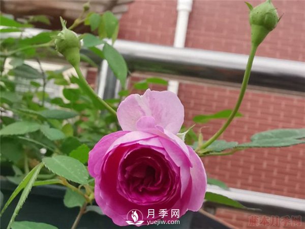 推薦10個微月品種能開又抗病，給新手的微型月季(圖5)