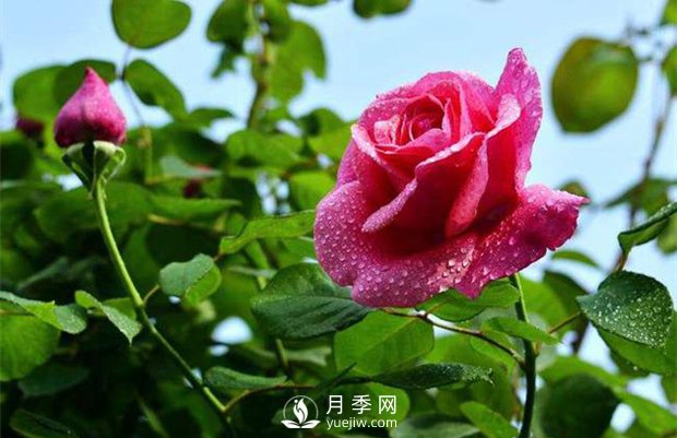 怎樣制作月季干花？月季干花制作辦法(圖1)
