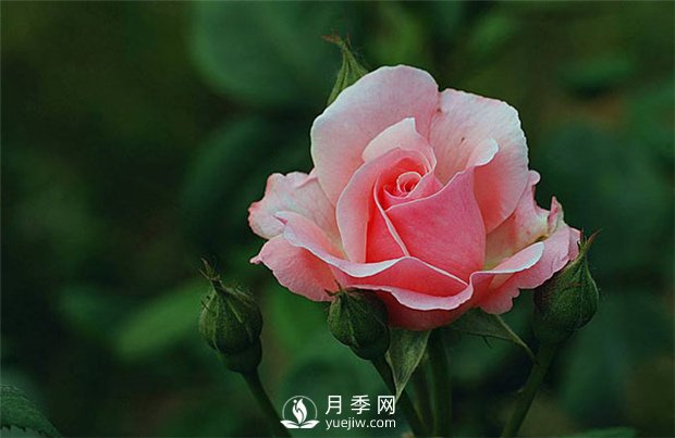 月季網(wǎng)告訴你：月季、玫瑰與薔薇有何區(qū)別，該如何分辨？(圖1)