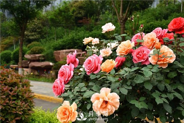 月季網(wǎng)告訴你：月季、玫瑰與薔薇有何區(qū)別，該如何分辨？(圖2)