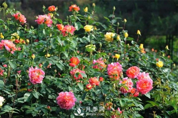 植物僵苗有哪些種類？如何處理？月季網(wǎng)告訴你(圖1)