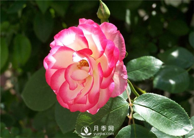 讓月季接連開(kāi)花的方法有哪些？(圖1)