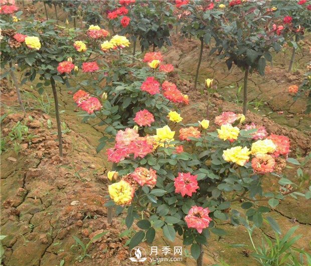 樹狀月季有哪些特點和種類？(圖2)