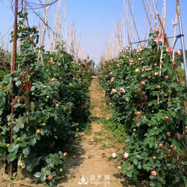 為什么藤本月季價(jià)格差異大？月季網(wǎng)基地告訴你(圖1)