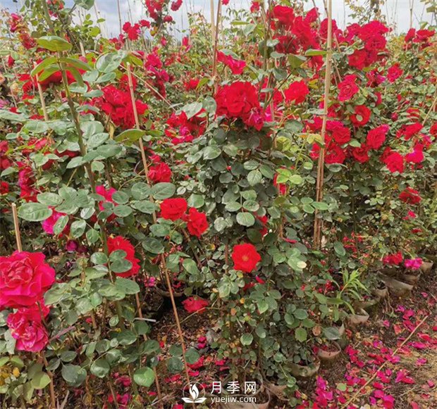 月季網(wǎng)告訴你藤本月季價格差異大的原因是什么？(圖1)