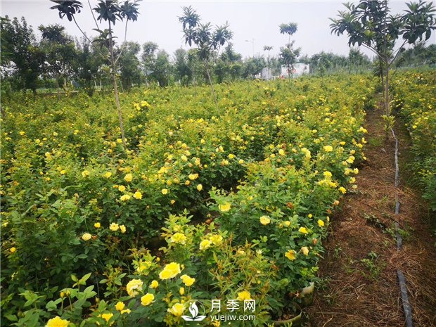 為什么月季的桿子會黑了？月季蚜蟲有哪些危害？如何防治？(圖1)