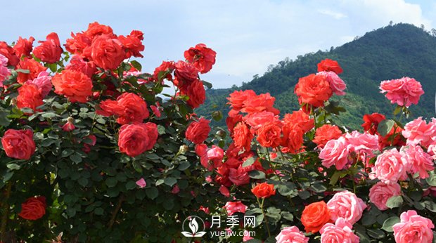 花卉，“花”與“卉”各有其不同的含義(圖1)