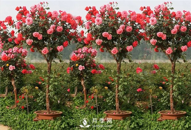 南陽月季樹如何嫁接，怎樣使盆栽月季花開不斷(圖1)