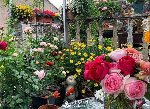 一片月季花的露臺(tái)世界，生活快樂幸福著(圖1)