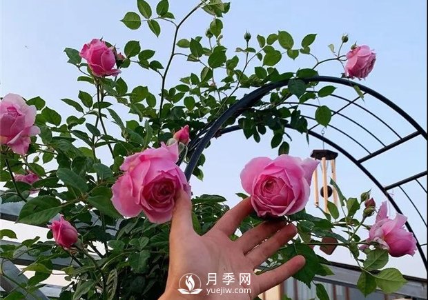 一片月季花的露臺(tái)世界，生活快樂幸福著(圖3)