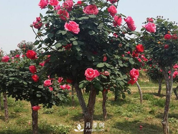 南陽(yáng)樹狀月季一年重要的兩次修剪(圖1)