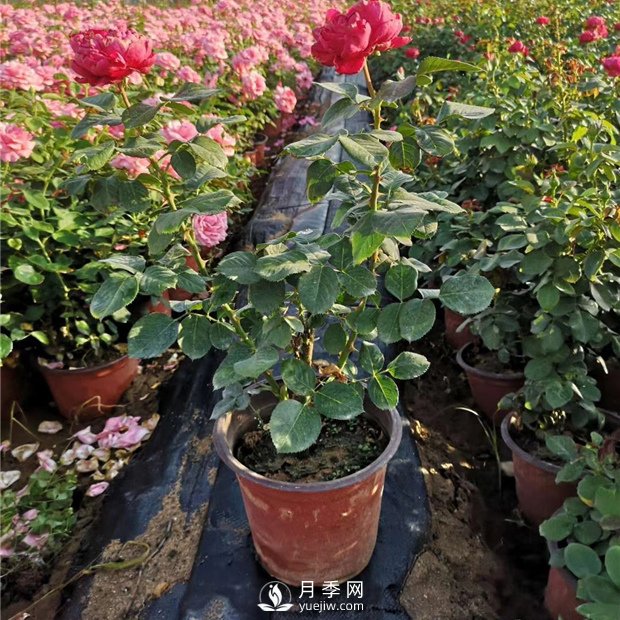 有關(guān)盆花月季的一些小常識不可不知?。。。?！(圖1)