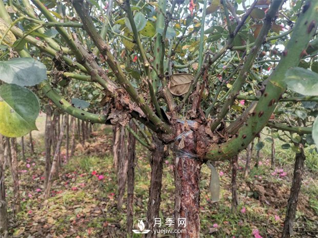 南陽(yáng)樹狀月季基地淺談冬季如何養(yǎng)花？(圖1)